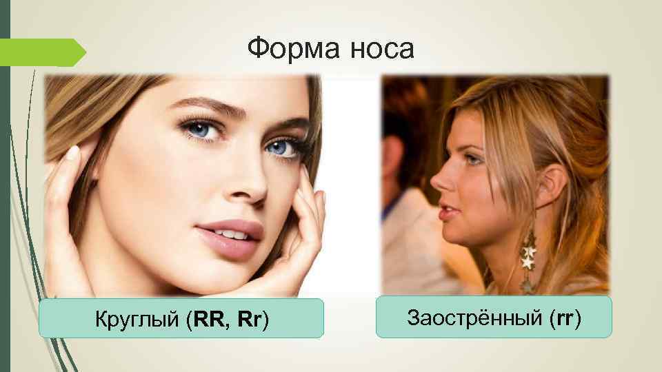 Форма носа Круглый (RR, Rr) Заострённый (rr) 