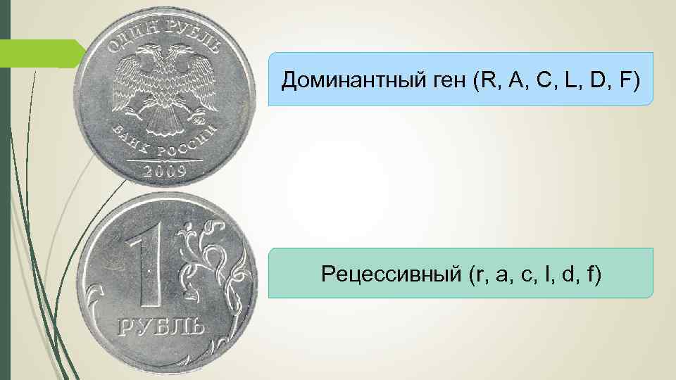 Доминантный ген (R, A, C, L, D, F) Рецессивный (r, a, c, l, d,