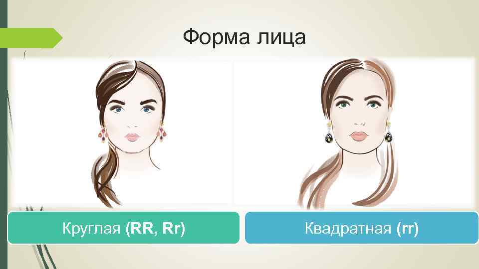 Форма лица Круглая (RR, Rr) Квадратная (rr) 