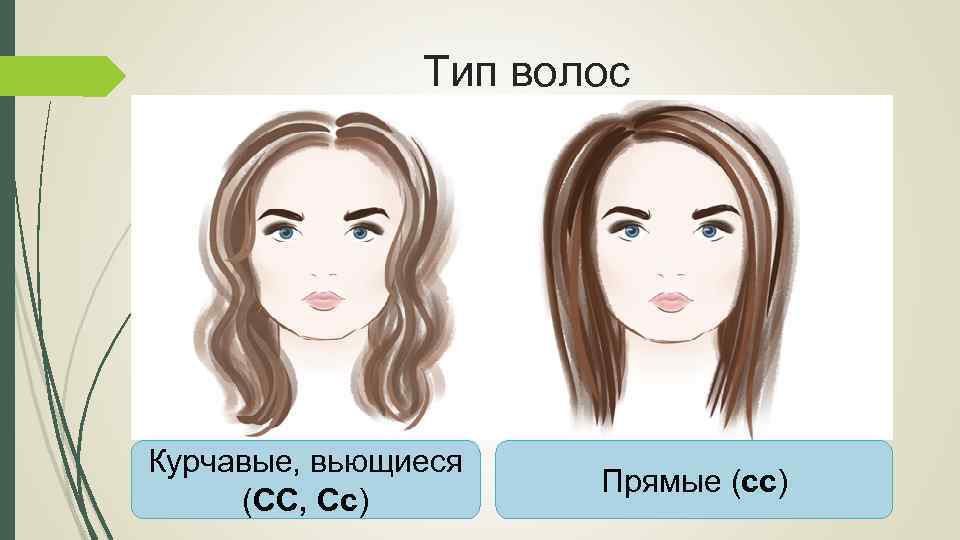 Тип волос Курчавые, вьющиеся (СС, Сс) Прямые (сс) 
