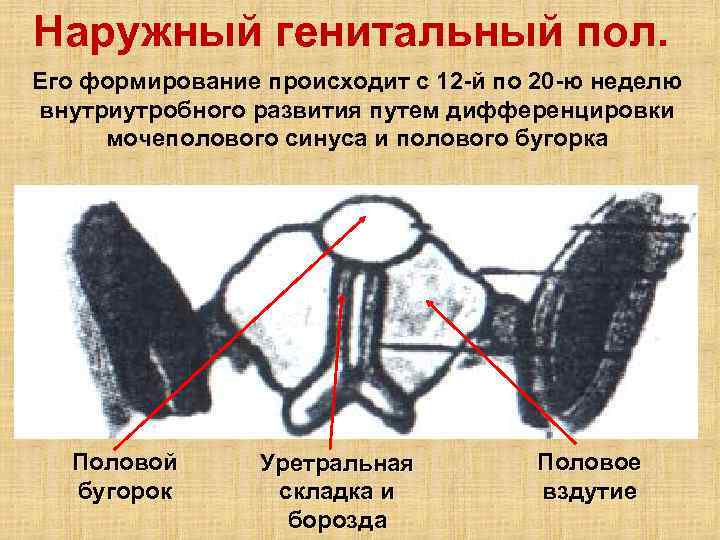 Половое развитие у мальчиков фото