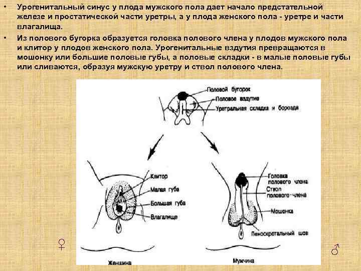  • • Урогенитальный синус у плода мужского пола дает начало предстательной железе и