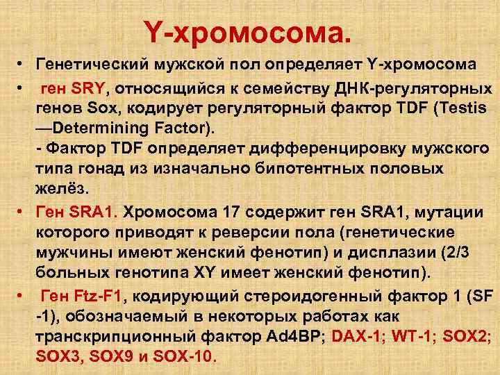 Y-хромосома. • Генетический мужской пол определяет Y-хромосома • ген SRY, относящийся к семейству ДНК-регуляторных