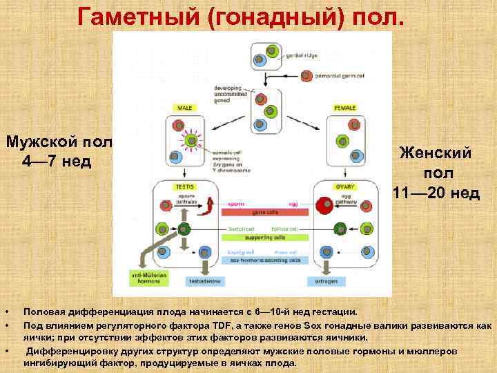 Схема формирование гонадного пола