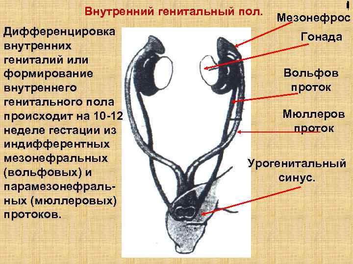 Презентация про половые органы