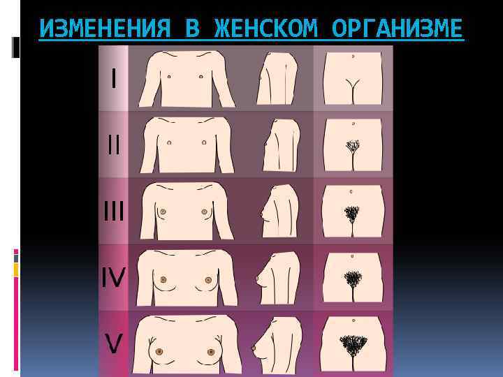 ИЗМЕНЕНИЯ В ЖЕНСКОМ ОРГАНИЗМЕ 