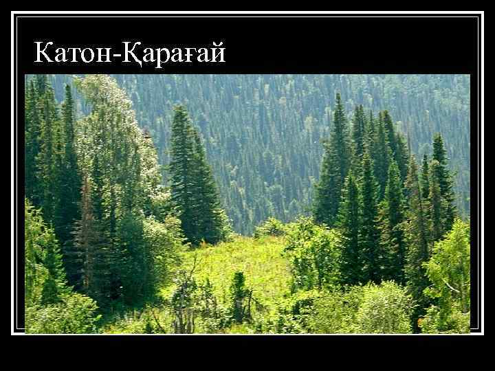 Катон-Қарағай 