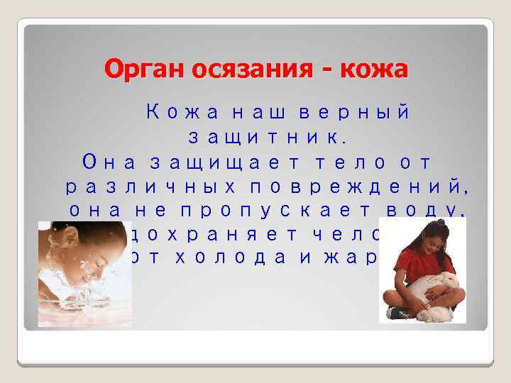 Орган осязания - кожа Кожа наш верный защитник. Она защищает тело от различных повреждений,