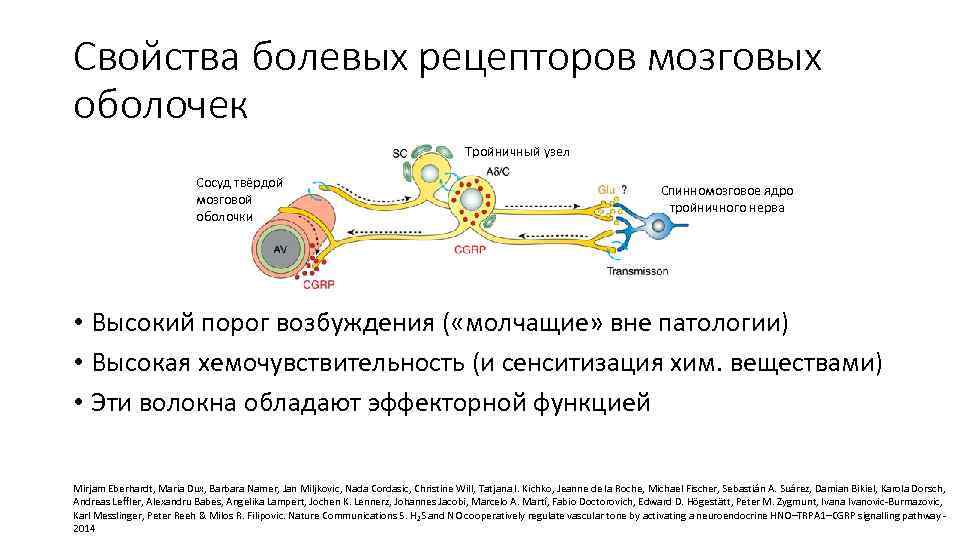 Свойства болевых рецепторов мозговых оболочек Тройничный узел Сосуд твёрдой мозговой оболочки Спинномозговое ядро тройничного
