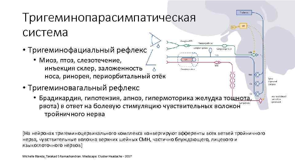 Тригеминопарасимпатическая система • Тригеминофациальный рефлекс • Миоз, птоз, слезотечение, инъекция склер, заложенность носа, ринорея,