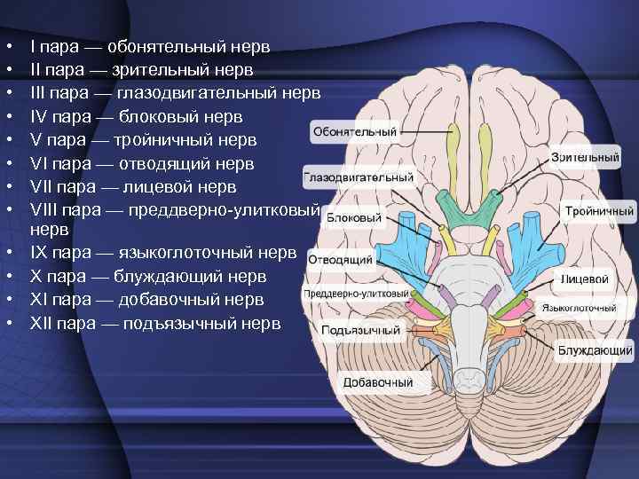  • • • I пара — обонятельный нерв II пара — зрительный нерв