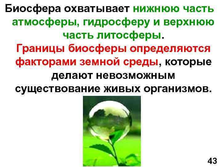 Биосфера охватывает нижнюю часть атмосферы, гидросферу и верхнюю часть литосферы. Границы биосферы определяются факторами