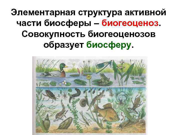 Элементарная структура активной части биосферы – биогеоценоз. Совокупность биогеоценозов образует биосферу. 
