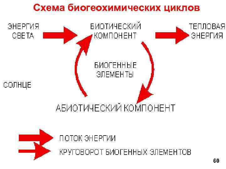Схема биогеохимических циклов 60 