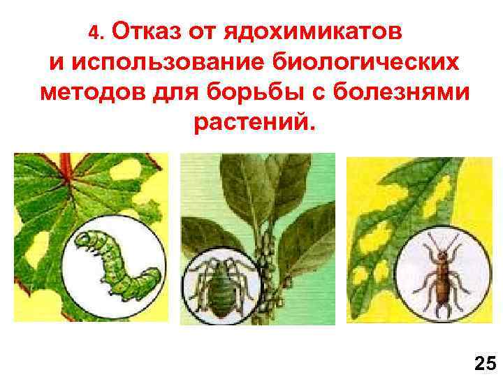 4. Отказ от ядохимикатов и использование биологических методов для борьбы с болезнями растений. 25