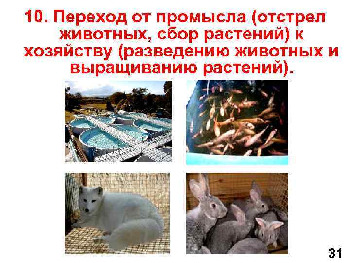 10. Переход от промысла (отстрел животных, сбор растений) к хозяйству (разведению животных и выращиванию