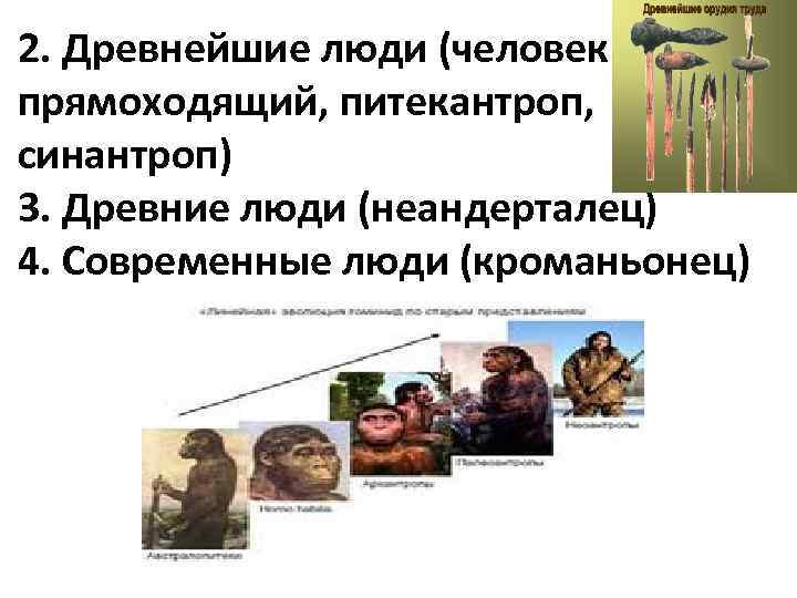 2. Древнейшие люди (человек прямоходящий, питекантроп, синантроп) 3. Древние люди (неандерталец) 4. Современные люди