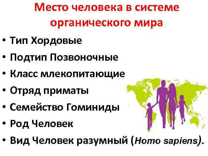 Место человека в системе органического мира • • Тип Хордовые Подтип Позвоночные Класс млекопитающие