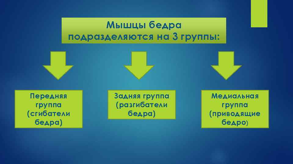 Мышцы бедра подразделяются на 3 группы: Передняя группа (сгибатели бедра) Задняя группа (разгибатели бедра)