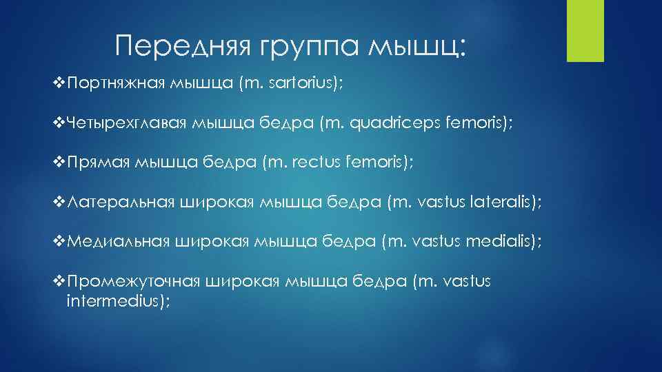 Передняя группа мышц: v. Портняжная мышца (m. sartorius); v. Четырехглавая мышца бедра (m. quadriceps