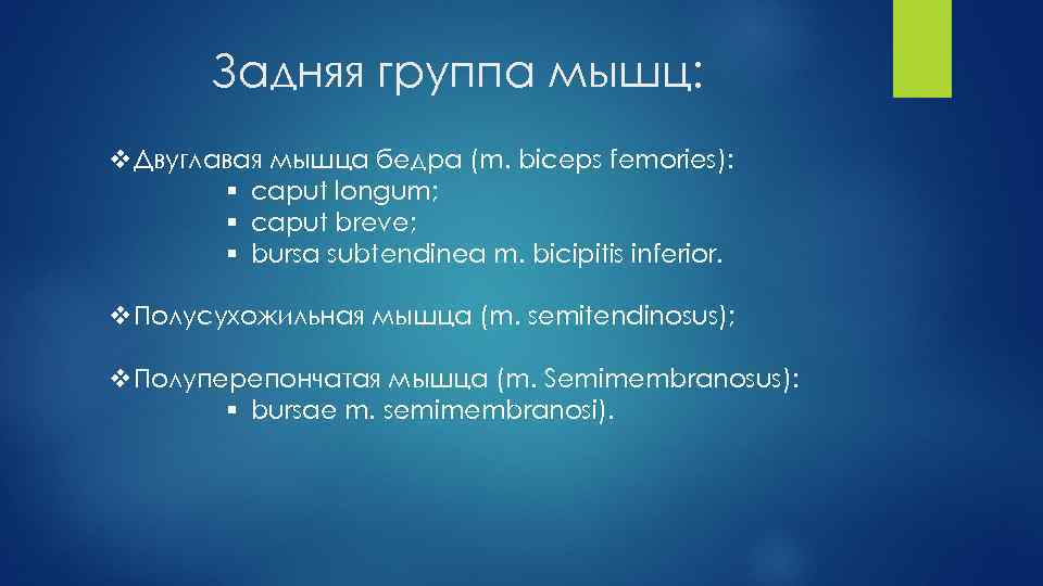 Задняя группа мышц: v. Двуглавая мышца бедра (m. biceps femories): § caput longum; §