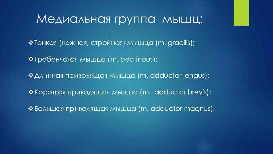 Медиальная группа мышц: v. Тонкая (нежная, стройная) мышца (m. gracilis); v. Гребенчатая мышца (m.