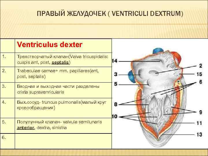 ПРАВЫЙ ЖЕЛУДОЧЕК ( VENTRICULI DEXTRUM) Ventriculus dexter Ventriculus sinister 1. Трехстворчатый клапан(Valva tricuspidalis: cuspis