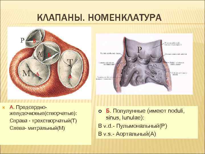 КЛАПАНЫ. НОМЕНКЛАТУРА P Б A M А Б P T А А. Предсердножелудочковые(створчатые): Справа