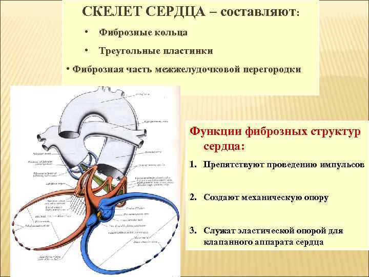 СКЕЛЕТ СЕРДЦА – составляют: • Фиброзные кольца • Треугольные пластинки • Фиброзная часть межжелудочковой