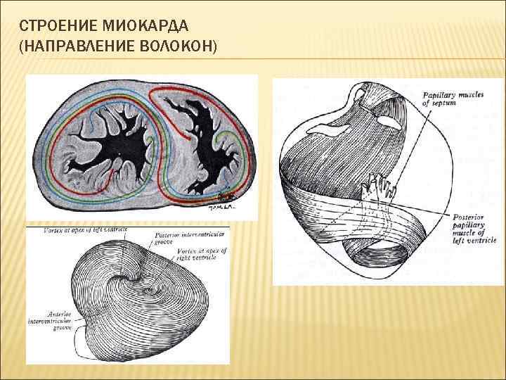 CТРОЕНИЕ МИОКАРДА (НАПРАВЛЕНИЕ ВОЛОКОН) 