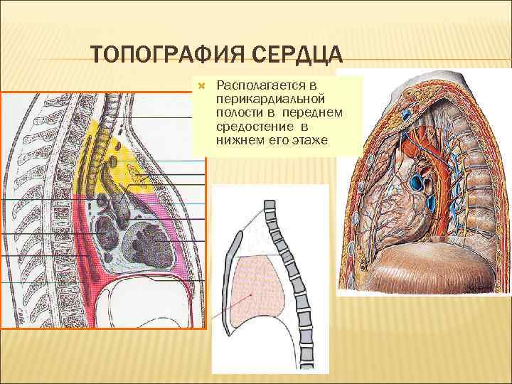 ТОПОГРАФИЯ СЕРДЦА Располагается в перикардиальной полости в переднем средостение в нижнем его этаже 