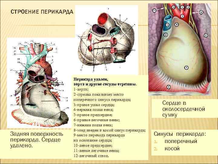 СТРОЕНИЕ ПЕРИКАРДА Задняя поверхность перикарда. Сердце удалено. Перикард удален, аорта и другие сосуды отрезаны.