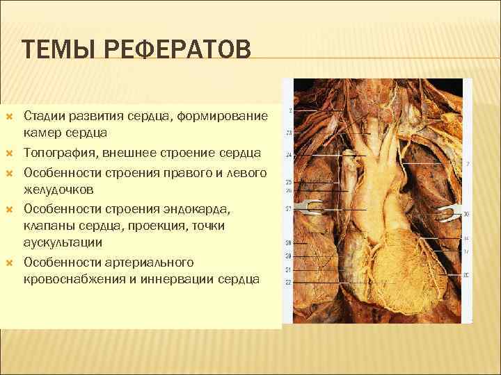 ТЕМЫ РЕФЕРАТОВ Стадии развития сердца, формирование камер сердца Топография, внешнее строение сердца Особенности строения