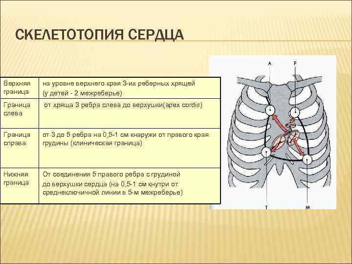 СКЕЛЕТОТОПИЯ СЕРДЦА Верхняя граница на уровне верхнего края 3 -их реберных хрящей (у детей