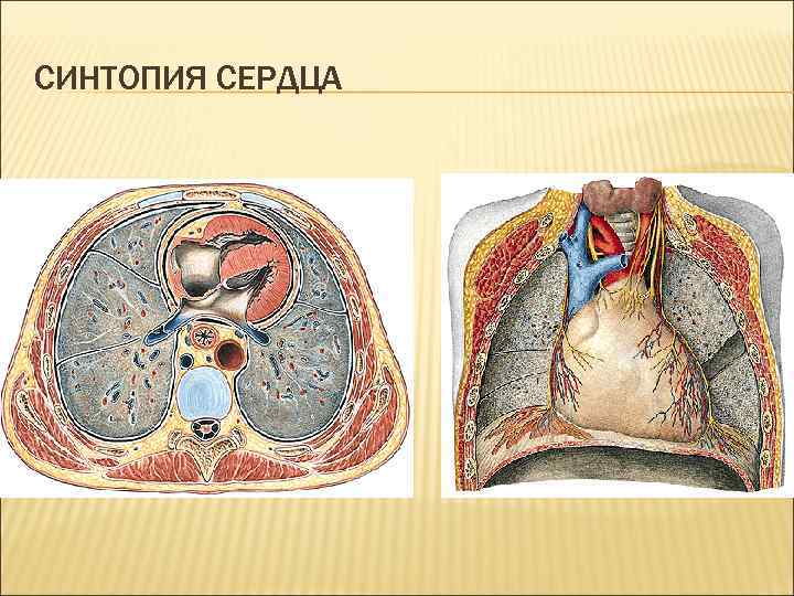 Топографическая анатомия сердца презентация