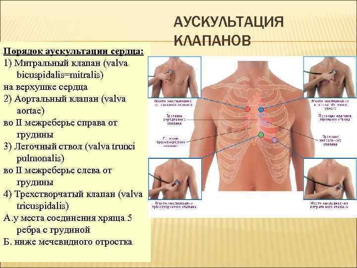 Порядок аускультации сердца: 1) Митральный клапан (valva bicuspidalis=mitralis) на верхушке сердца 2) Аортальный клапан