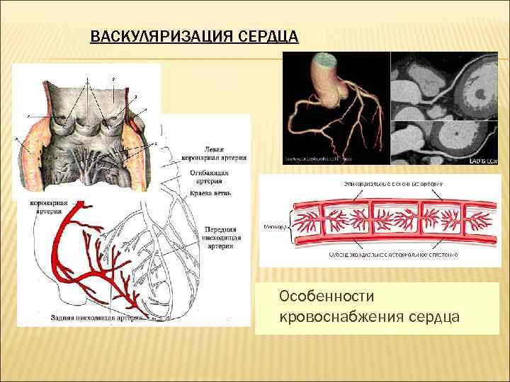 ВАСКУЛЯРИЗАЦИЯ СЕРДЦА Особенности кровоснабжения сердца 