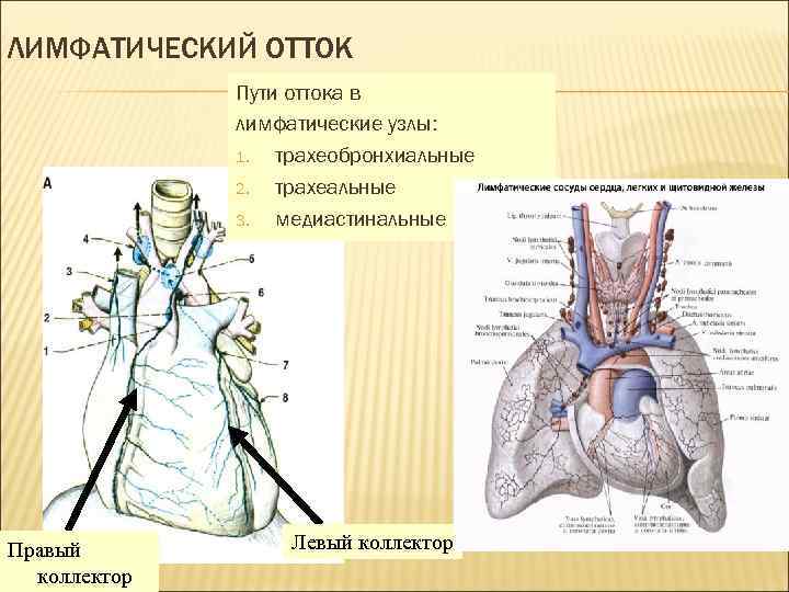 ЛИМФАТИЧЕСКИЙ ОТТОК Пути оттока в лимфатические узлы: 1. трахеобронхиальные 2. трахеальные 3. медиастинальные Правый