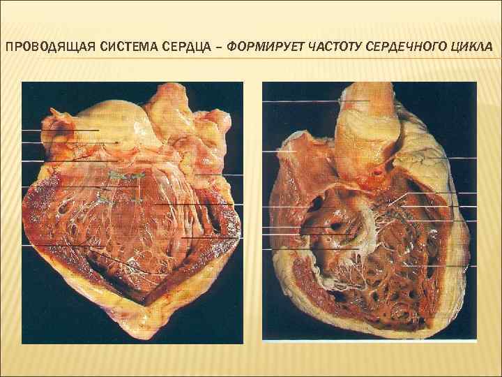 ПРОВОДЯЩАЯ СИСТЕМА СЕРДЦА – ФОРМИРУЕТ ЧАСТОТУ СЕРДЕЧНОГО ЦИКЛА 