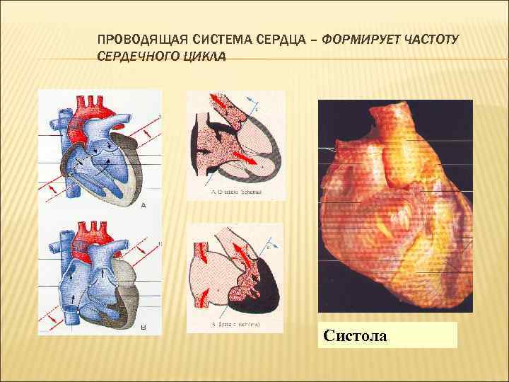 ПРОВОДЯЩАЯ СИСТЕМА СЕРДЦА – ФОРМИРУЕТ ЧАСТОТУ СЕРДЕЧНОГО ЦИКЛА Систола 