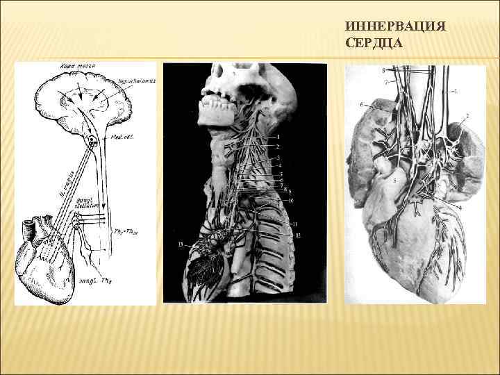 ИННЕРВАЦИЯ СЕРДЦА 