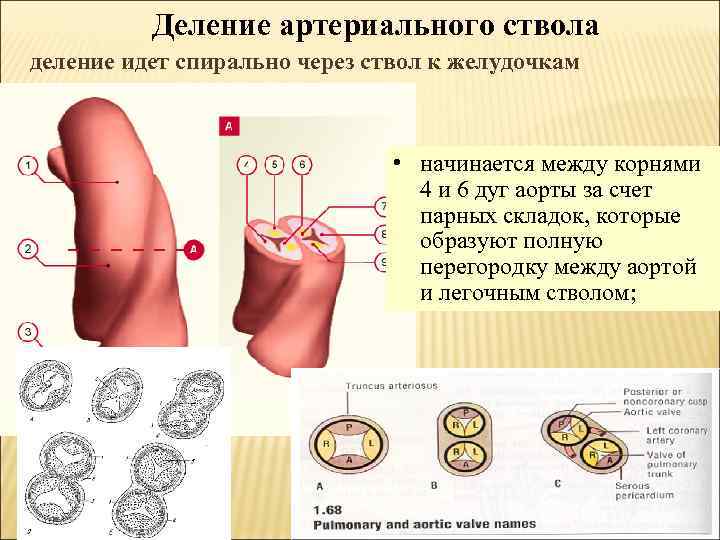 Деление артериального ствола деление идет спирально через ствол к желудочкам • начинается между корнями