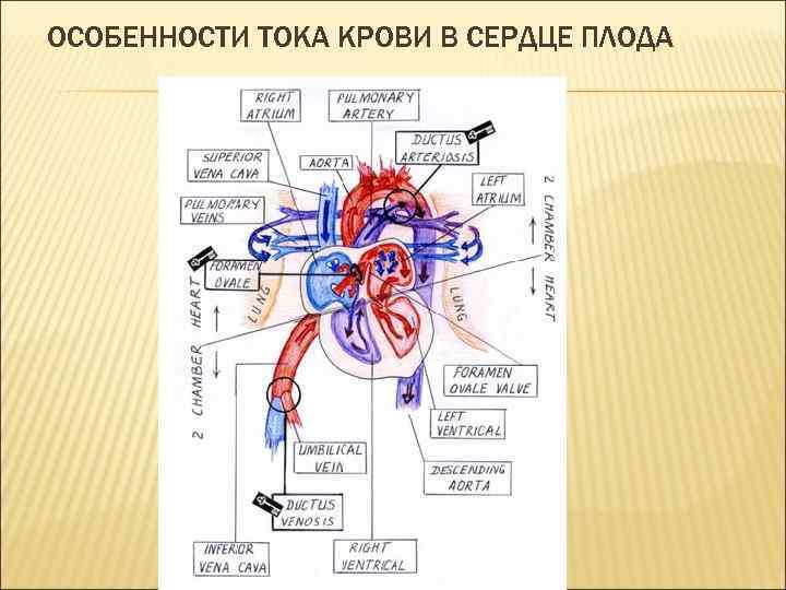 ОСОБЕННОСТИ ТОКА КРОВИ В СЕРДЦЕ ПЛОДА 