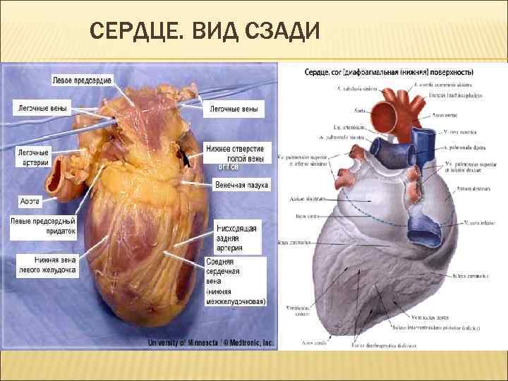 СЕРДЦЕ. ВИД СЗАДИ 