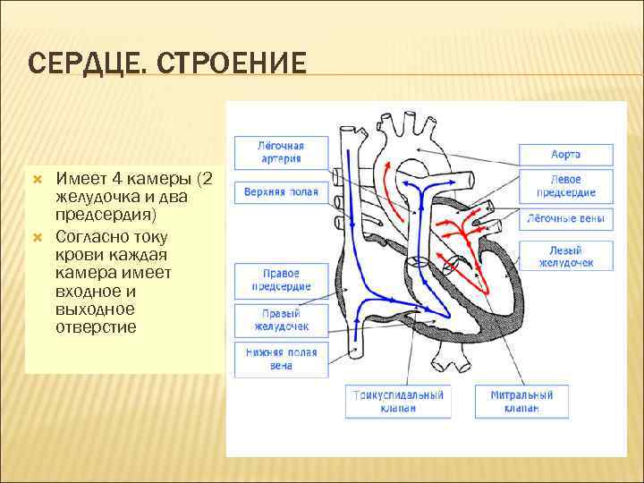 СЕРДЦЕ. СТРОЕНИЕ Имеет 4 камеры (2 желудочка и два предсердия) Согласно току крови каждая