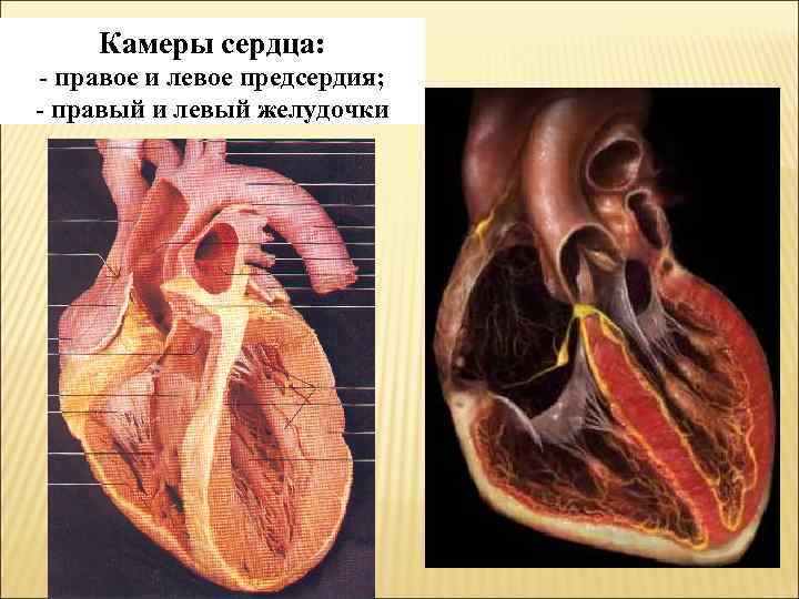 Камеры сердца: - правое и левое предсердия; - правый и левый желудочки 