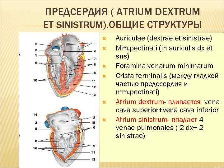 ПРЕДСЕРДИЯ ( ATRIUM DEXTRUM ET SINISTRUM). ОБЩИЕ СТРУКТУРЫ Auriculae (dextrae et sinistrae) Mm. pectinati