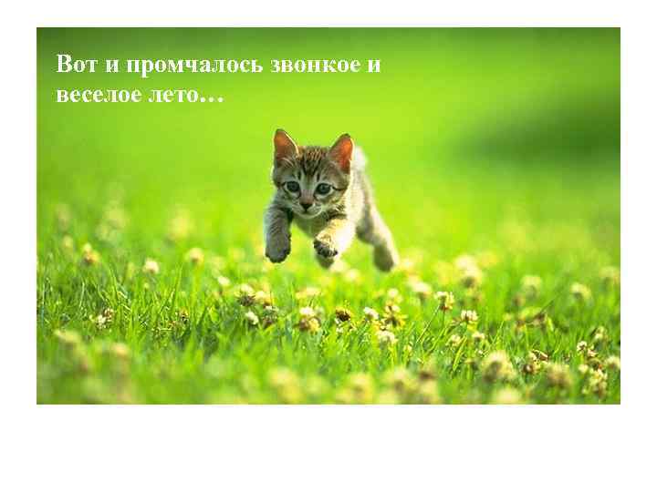 Вот и промчалось звонкое и веселое лето… 