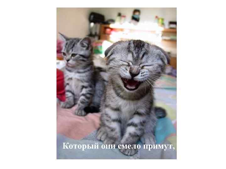 Который они смело примут, 