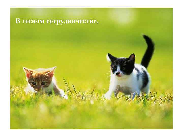 В тесном сотрудничестве, 